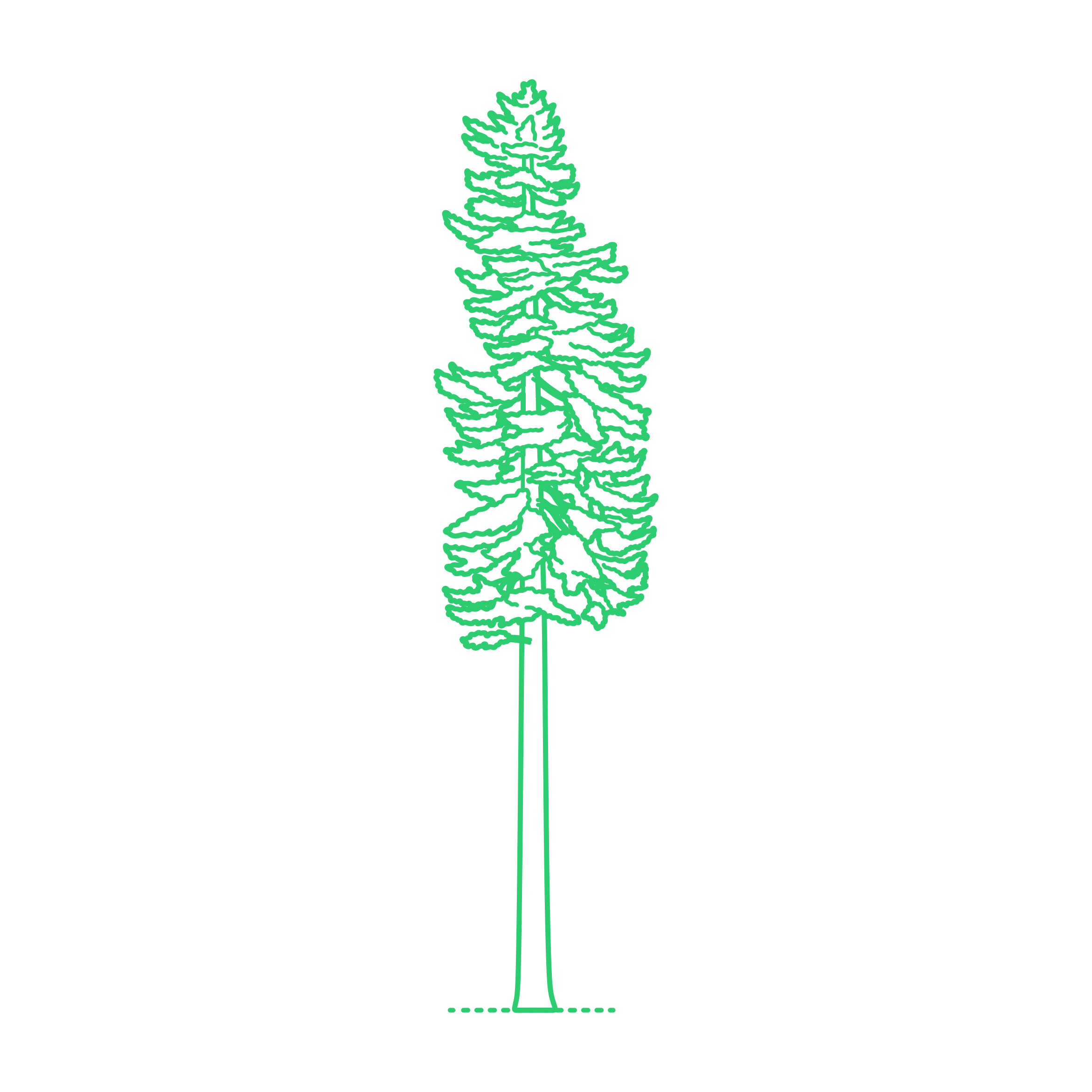 Plants False Hemlocks Douglas Fir Line Art Illustration Svg Free Vectors